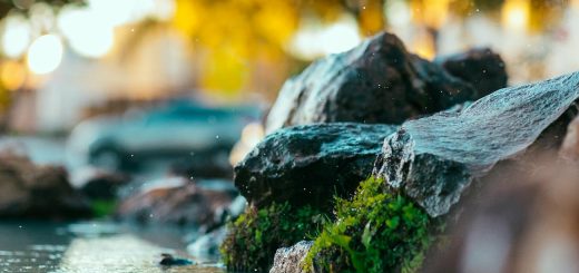 close up photography of green moss on rock