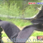 8e1b6adc5e5ca9c40e3f47a71c22d961