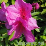 今日の一枚（浅香山　つつじ祭り）