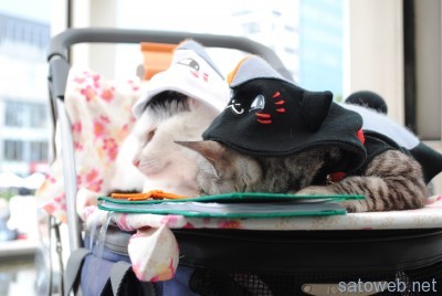 人に慣れすぎた猫