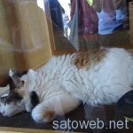 たま神社とたま駅長にかわり駅長をつとめる「ニタマ駅長」を眺めてきた