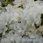 浅香山つつじまつり2018を眺めてきた、今年は開花が早かった。