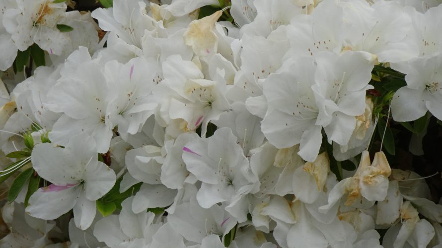 浅香山つつじまつり2018を眺めてきた、今年は開花が早かった。