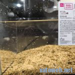 ダイソー、550円水槽をセットアップする。